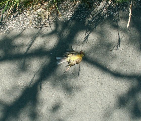 060705_PICT0096.JPG