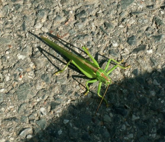 060909_PICT0042.JPG