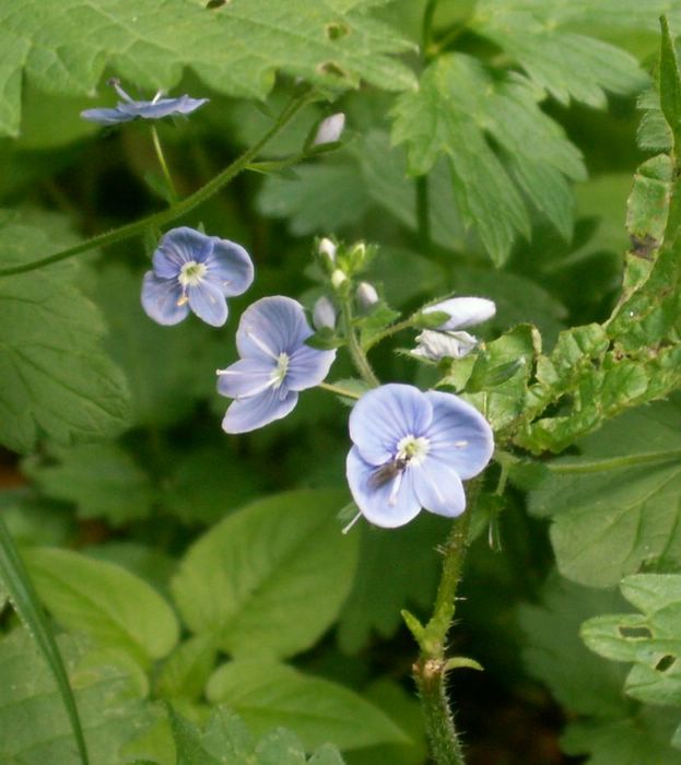 PICT0087.JPG