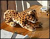 PICT0088.JPG