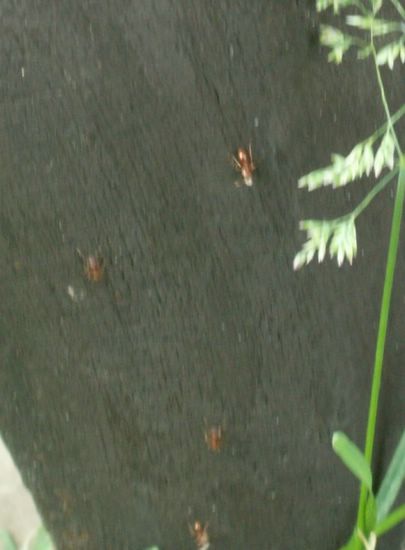 070609_PICT0009.JPG