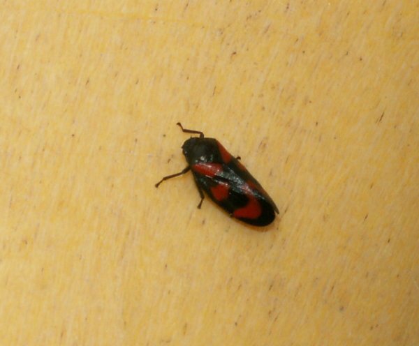 090610_PICT0013.JPG