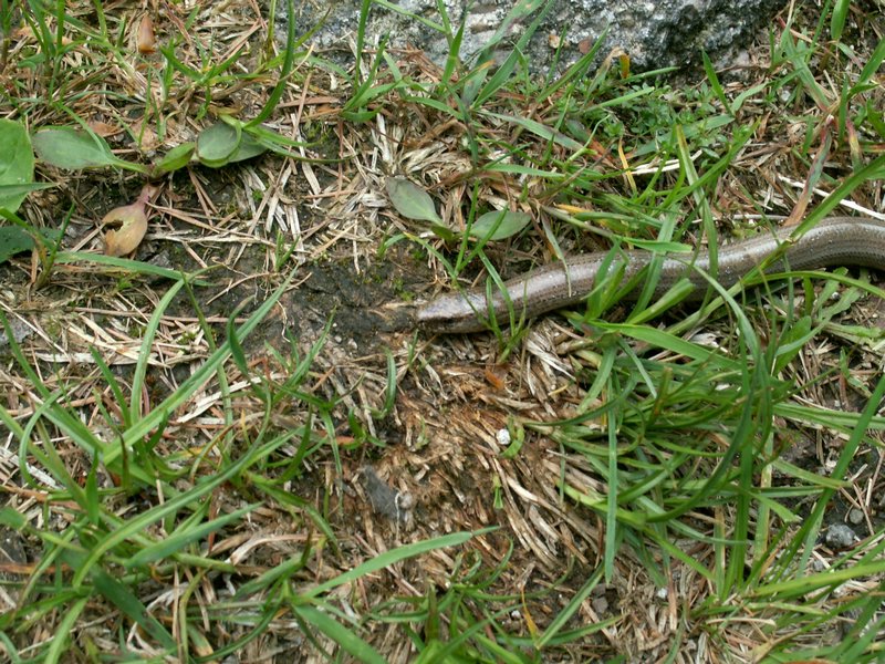 090610_PICT0084.JPG