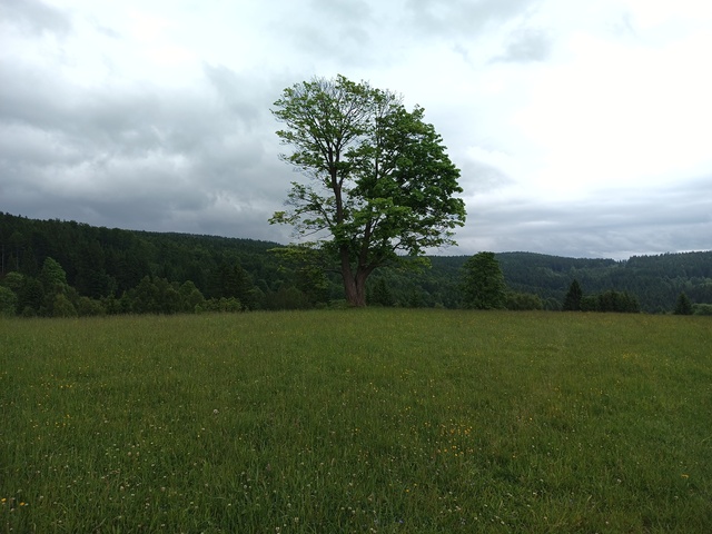 Image IMG_20250606_103224_751.jpg